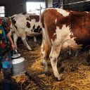 ���� ��� ����������� ��������