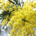 ���� ��� ����������� ��������