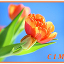 ���� ��� ����������� ��������