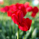 ���� ��� ����������� ��������